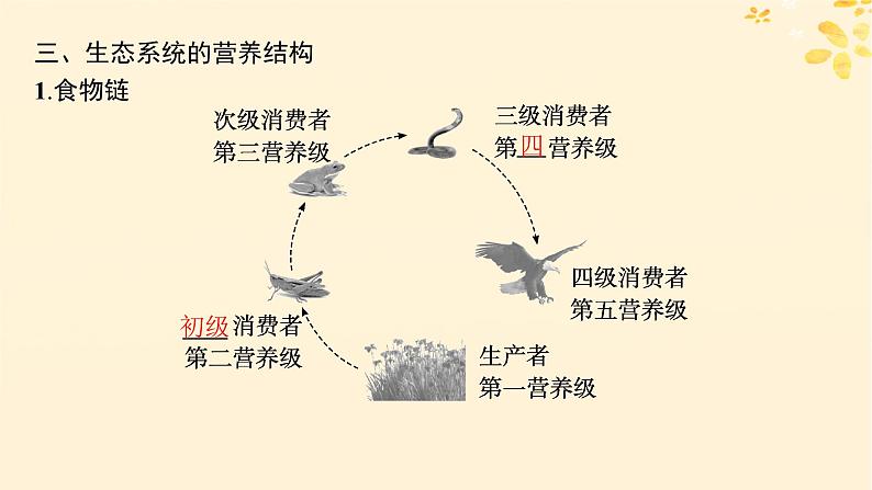 备战2025届新高考生物一轮总复习第9单元生物与环境第43讲生态系统的结构课件第8页