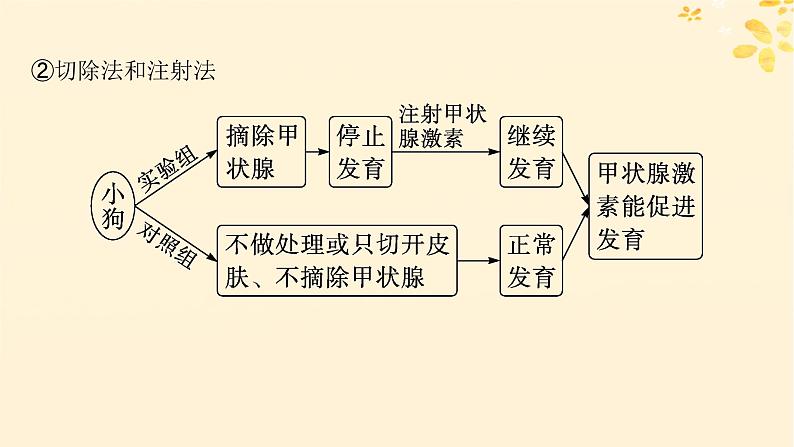 备战2025届新高考生物一轮总复习第8单元稳态与调节专题精研课12体液调节的相关实验探究课件04