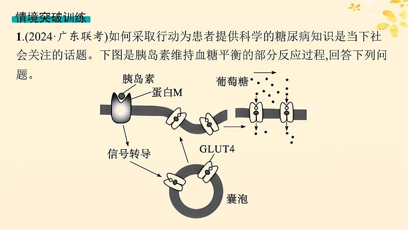 备战2025届新高考生物一轮总复习第8单元稳态与调节情境突破课7糖尿病的致病机理及治疗课件第4页