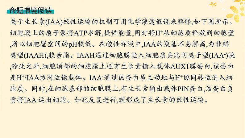 备战2025届新高考生物一轮总复习第8单元稳态与调节情境突破课9生长素极性运输的机制探讨课件第2页