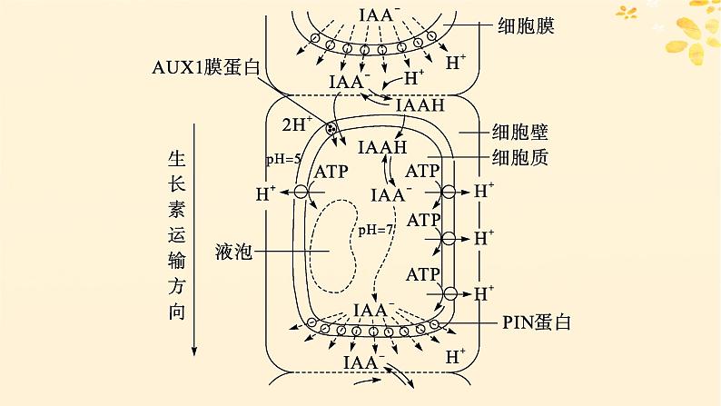 备战2025届新高考生物一轮总复习第8单元稳态与调节情境突破课9生长素极性运输的机制探讨课件第3页