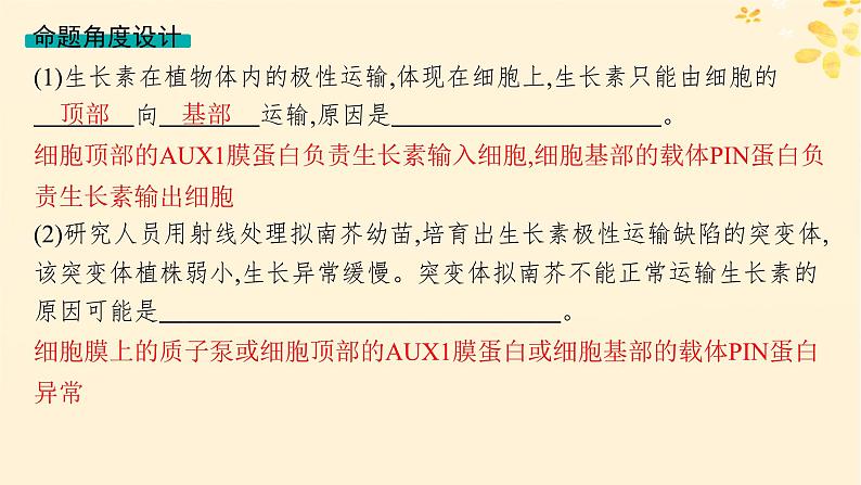 备战2025届新高考生物一轮总复习第8单元稳态与调节情境突破课9生长素极性运输的机制探讨课件第4页