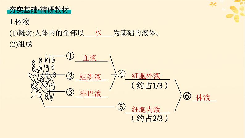 备战2025届新高考生物一轮总复习第8单元稳态与调节第30讲人体的内环境与稳态课件04