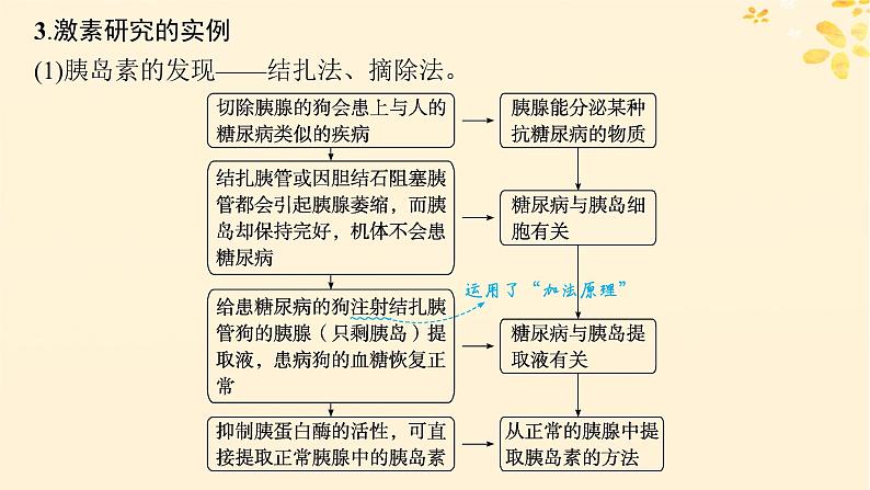 备战2025届新高考生物一轮总复习第8单元稳态与调节第34讲体液调节课件07