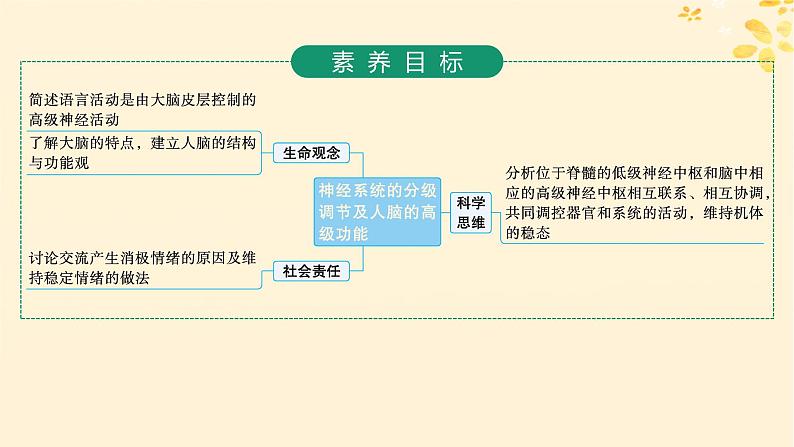 备战2025届新高考生物一轮总复习第8单元稳态与调节第33讲神经系统的分级调节及人脑的高级功能课件02