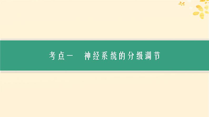 备战2025届新高考生物一轮总复习第8单元稳态与调节第33讲神经系统的分级调节及人脑的高级功能课件03