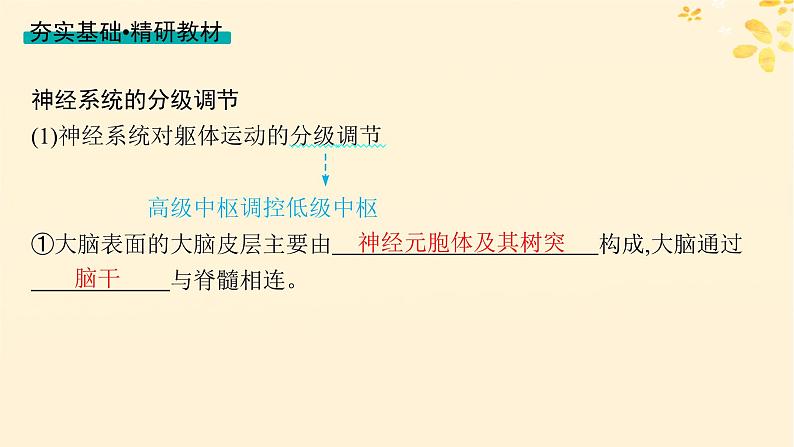 备战2025届新高考生物一轮总复习第8单元稳态与调节第33讲神经系统的分级调节及人脑的高级功能课件04