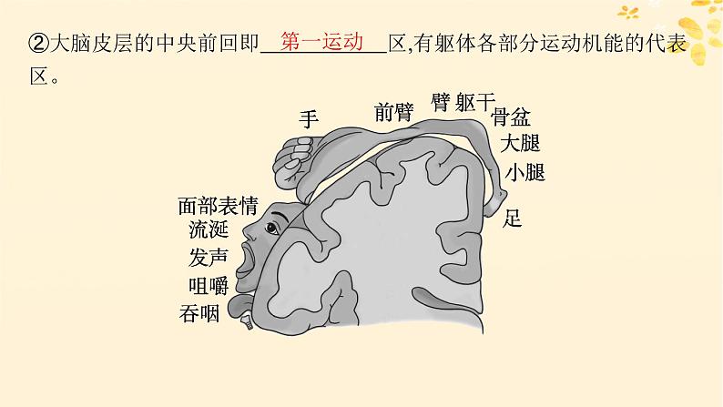 备战2025届新高考生物一轮总复习第8单元稳态与调节第33讲神经系统的分级调节及人脑的高级功能课件05