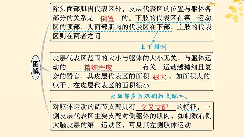 备战2025届新高考生物一轮总复习第8单元稳态与调节第33讲神经系统的分级调节及人脑的高级功能课件06