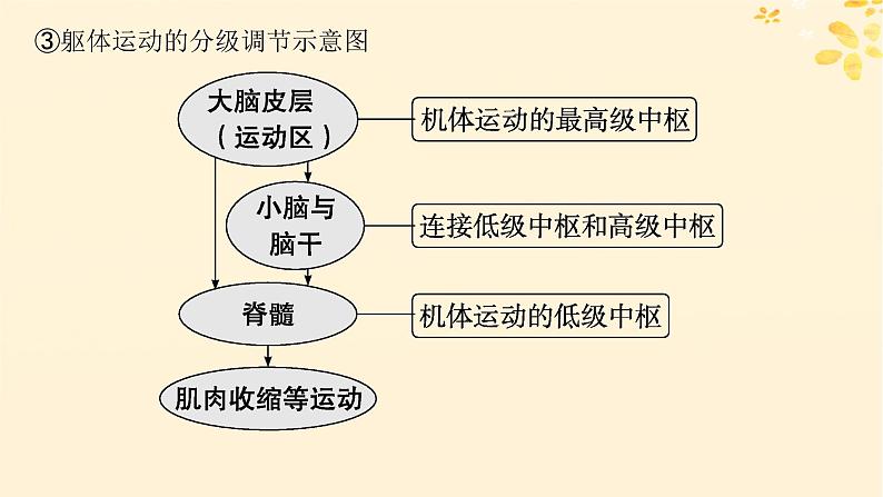 备战2025届新高考生物一轮总复习第8单元稳态与调节第33讲神经系统的分级调节及人脑的高级功能课件07