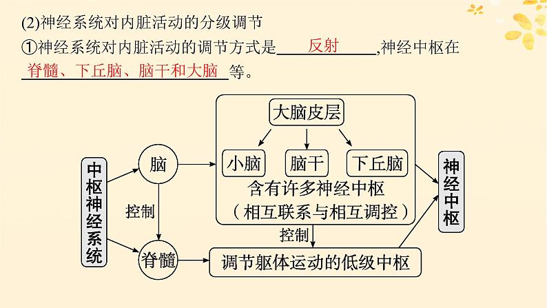 备战2025届新高考生物一轮总复习第8单元稳态与调节第33讲神经系统的分级调节及人脑的高级功能课件08