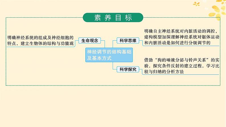 备战2025届新高考生物一轮总复习第8单元稳态与调节第31讲神经调节的结构基础及基本方式课件02