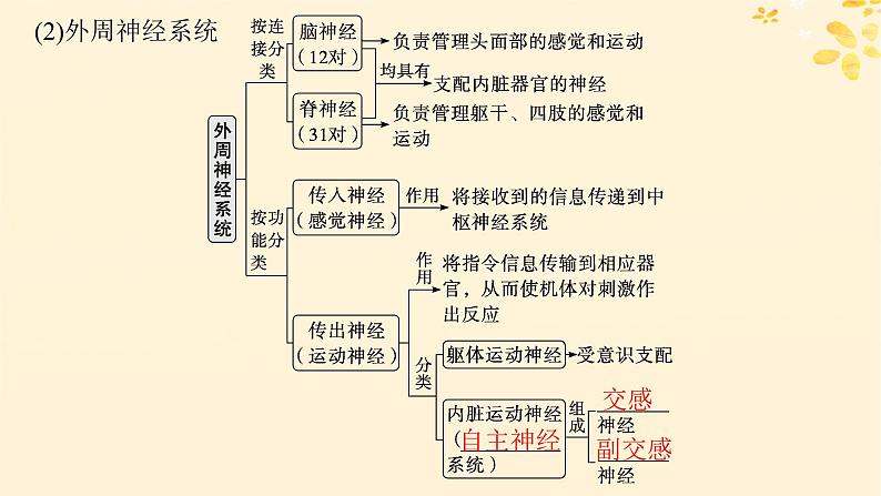 备战2025届新高考生物一轮总复习第8单元稳态与调节第31讲神经调节的结构基础及基本方式课件05