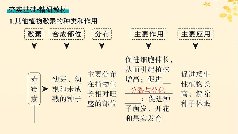 备战2025届新高考生物一轮总复习第8单元稳态与调节第39讲其他植物激素及调节植物生长调节剂的应用课件第4页