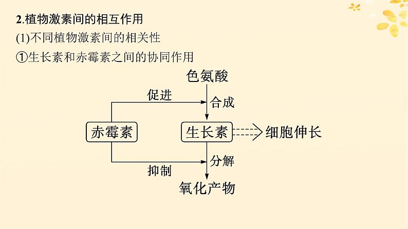 备战2025届新高考生物一轮总复习第8单元稳态与调节第39讲其他植物激素及调节植物生长调节剂的应用课件第7页