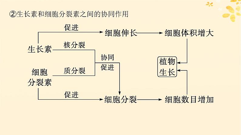 备战2025届新高考生物一轮总复习第8单元稳态与调节第39讲其他植物激素及调节植物生长调节剂的应用课件第8页