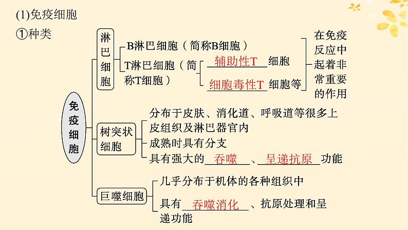 备战2025届新高考生物一轮总复习第8单元稳态与调节第36讲免疫调节课件05