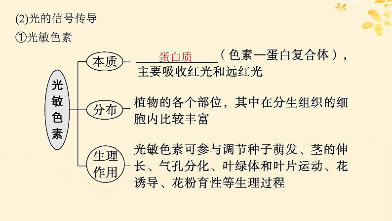 备战2025届新高考生物一轮总复习第8单元稳态与调节第40讲环境因素参与调节植物的生命活动课件04