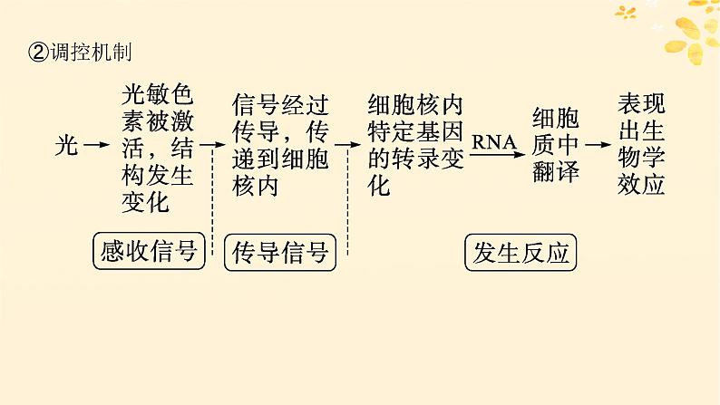 备战2025届新高考生物一轮总复习第8单元稳态与调节第40讲环境因素参与调节植物的生命活动课件05