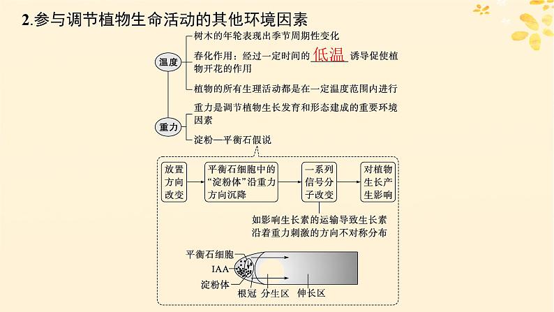 备战2025届新高考生物一轮总复习第8单元稳态与调节第40讲环境因素参与调节植物的生命活动课件07