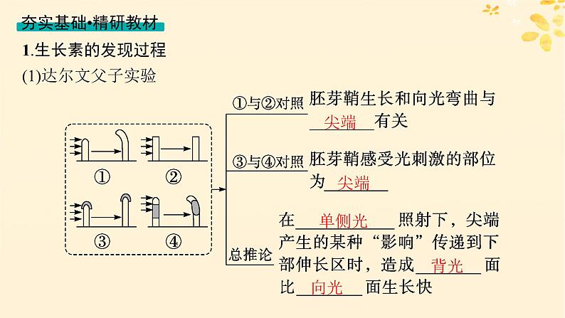 备战2025届新高考生物一轮总复习第8单元稳态与调节第38讲植物生长素及其生理作用课件04