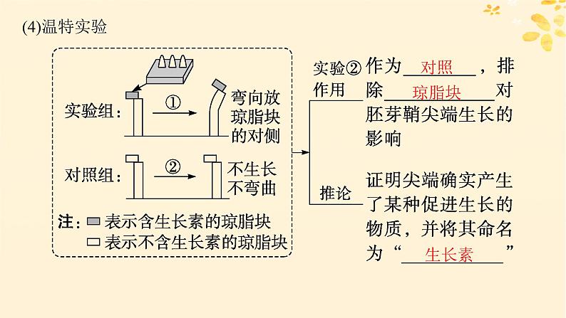 备战2025届新高考生物一轮总复习第8单元稳态与调节第38讲植物生长素及其生理作用课件07