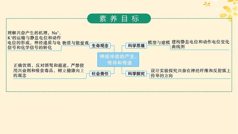 备战2025届新高考生物一轮总复习第8单元稳态与调节第32讲神经冲动的产生传导和传递课件第2页