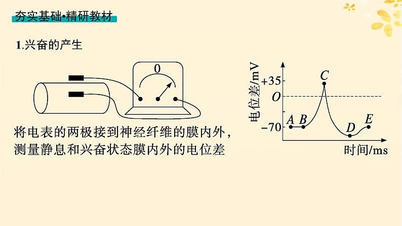 备战2025届新高考生物一轮总复习第8单元稳态与调节第32讲神经冲动的产生传导和传递课件第4页