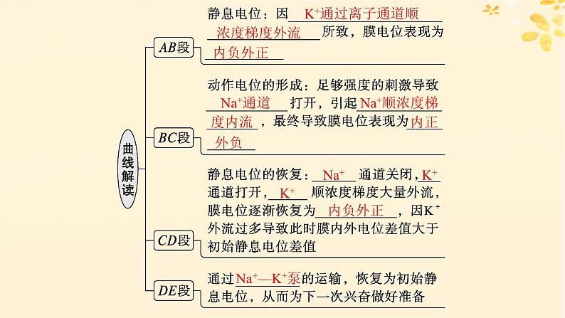 备战2025届新高考生物一轮总复习第8单元稳态与调节第32讲神经冲动的产生传导和传递课件第5页