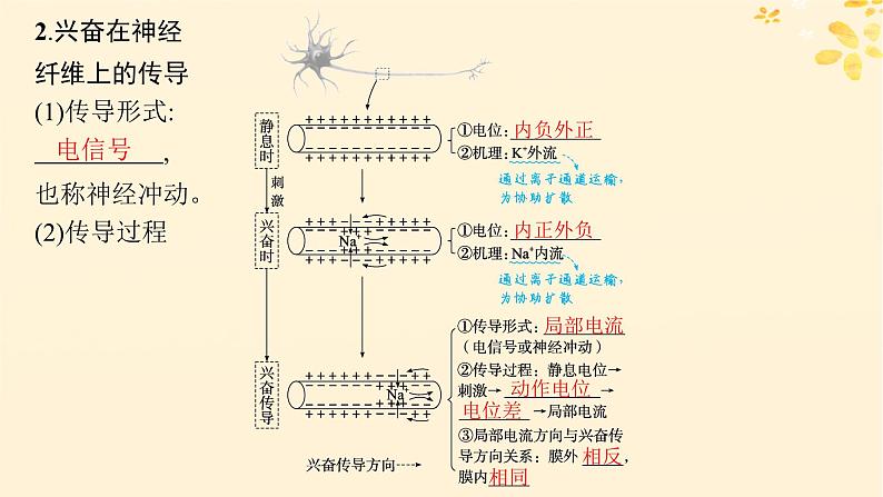 备战2025届新高考生物一轮总复习第8单元稳态与调节第32讲神经冲动的产生传导和传递课件第6页