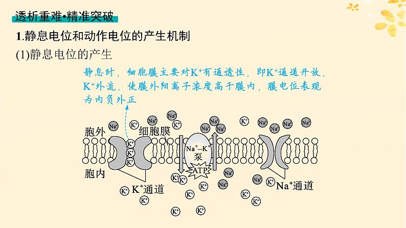 备战2025届新高考生物一轮总复习第8单元稳态与调节第32讲神经冲动的产生传导和传递课件第8页