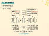 备战2025届新高考生物一轮总复习第7单元生物的变异和进化第28讲染色体变异与育种课件