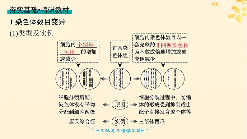 备战2025届新高考生物一轮总复习第7单元生物的变异和进化第28讲染色体变异与育种课件第4页