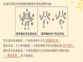 备战2025届新高考生物一轮总复习第7单元生物的变异和进化第28讲染色体变异与育种课件