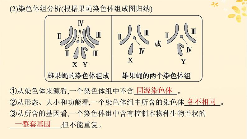 备战2025届新高考生物一轮总复习第7单元生物的变异和进化第28讲染色体变异与育种课件第5页