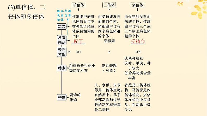 备战2025届新高考生物一轮总复习第7单元生物的变异和进化第28讲染色体变异与育种课件第6页