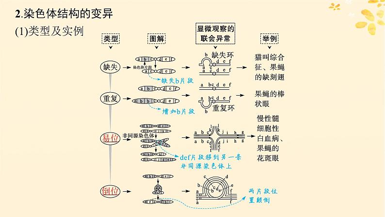 备战2025届新高考生物一轮总复习第7单元生物的变异和进化第28讲染色体变异与育种课件第7页