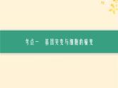 备战2025届新高考生物一轮总复习第7单元生物的变异和进化第27讲基因突变基因重组课件