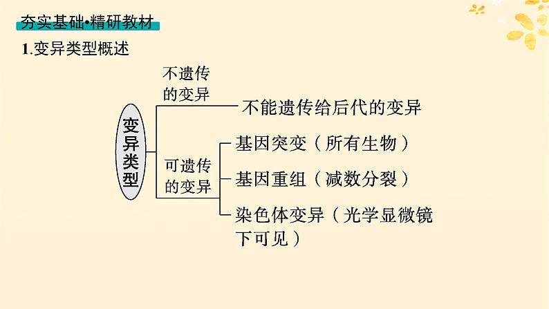 备战2025届新高考生物一轮总复习第7单元生物的变异和进化第27讲基因突变基因重组课件第4页