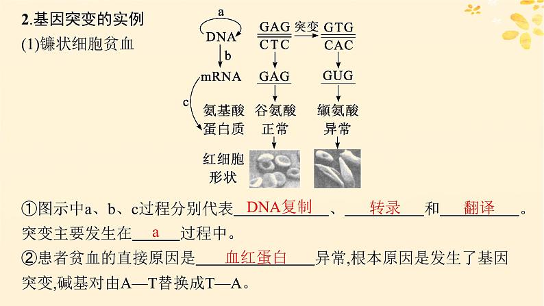 备战2025届新高考生物一轮总复习第7单元生物的变异和进化第27讲基因突变基因重组课件第5页