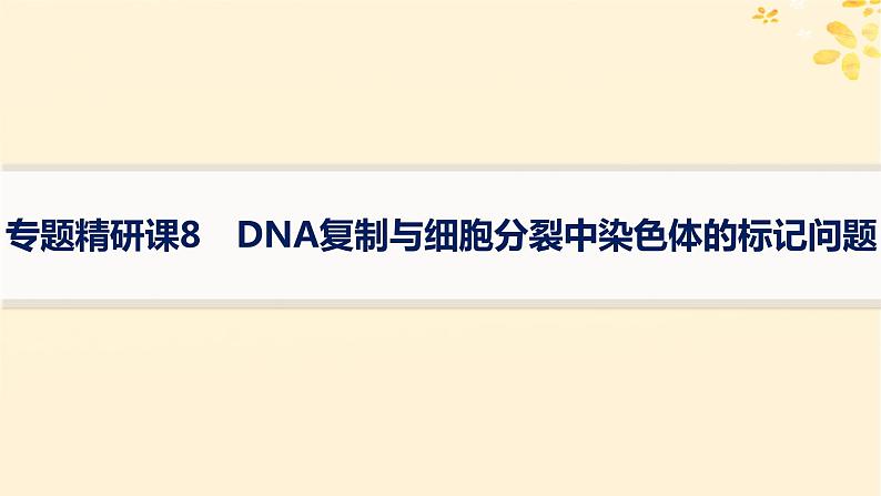 备战2025届新高考生物一轮总复习第6单元遗传的分子基础专题精研课8DNA复制与细胞分裂中染色体的标记问题课件01