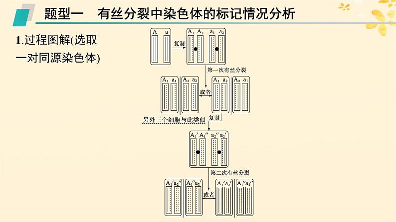 备战2025届新高考生物一轮总复习第6单元遗传的分子基础专题精研课8DNA复制与细胞分裂中染色体的标记问题课件02