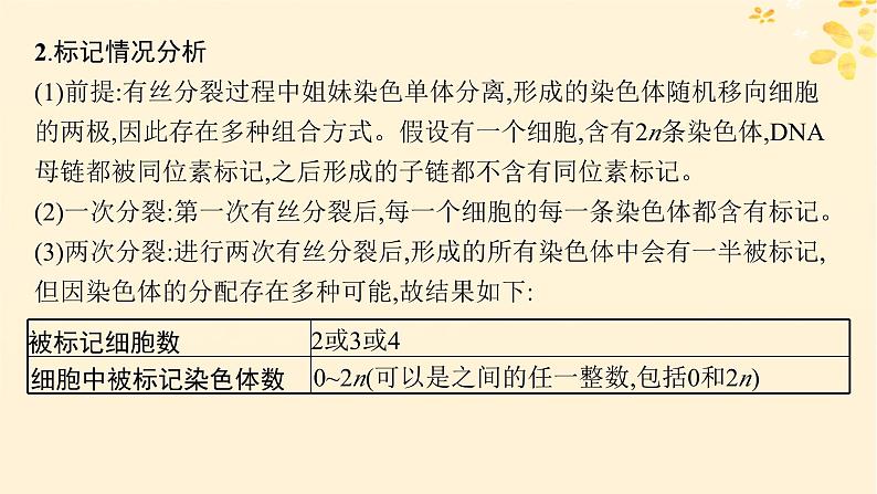 备战2025届新高考生物一轮总复习第6单元遗传的分子基础专题精研课8DNA复制与细胞分裂中染色体的标记问题课件03