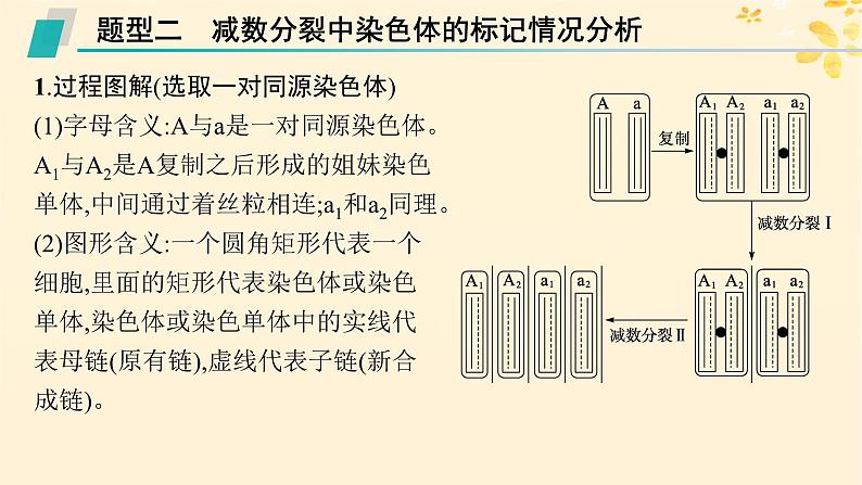 备战2025届新高考生物一轮总复习第6单元遗传的分子基础专题精研课8DNA复制与细胞分裂中染色体的标记问题课件06