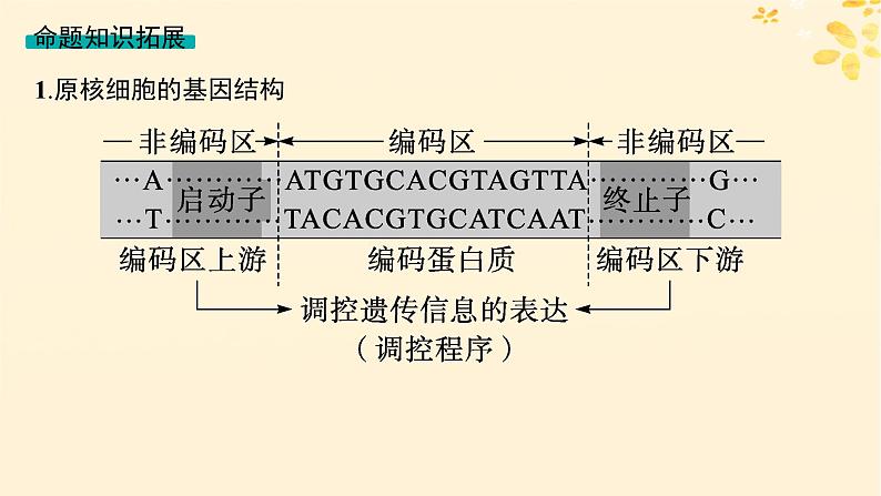 备战2025届新高考生物一轮总复习第6单元遗传的分子基础情境突破课6基因的结构与基因表达的调控课件第2页