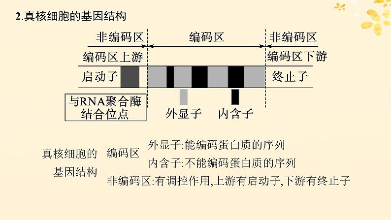 备战2025届新高考生物一轮总复习第6单元遗传的分子基础情境突破课6基因的结构与基因表达的调控课件第3页