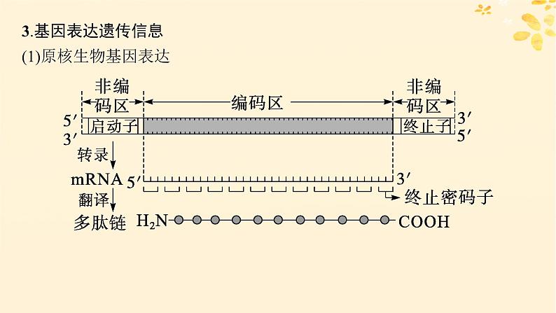 备战2025届新高考生物一轮总复习第6单元遗传的分子基础情境突破课6基因的结构与基因表达的调控课件第4页