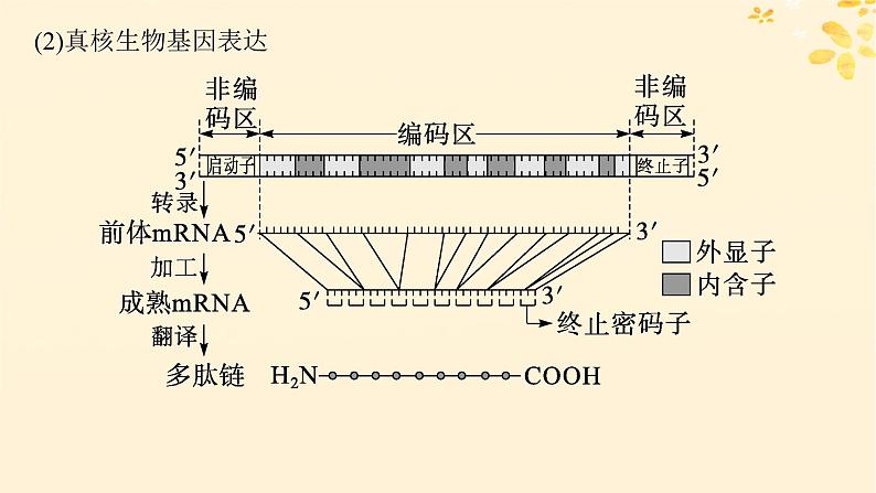 备战2025届新高考生物一轮总复习第6单元遗传的分子基础情境突破课6基因的结构与基因表达的调控课件第5页