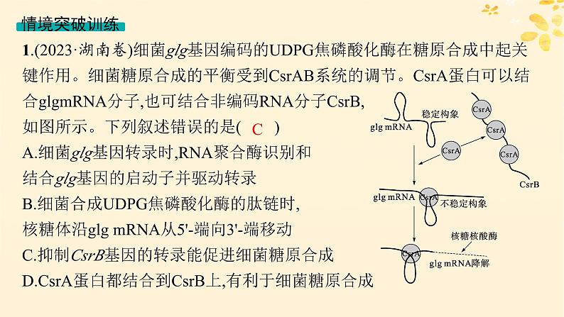 备战2025届新高考生物一轮总复习第6单元遗传的分子基础情境突破课6基因的结构与基因表达的调控课件第6页