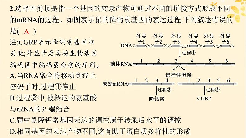 备战2025届新高考生物一轮总复习第6单元遗传的分子基础情境突破课6基因的结构与基因表达的调控课件第7页